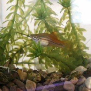 Swordtail_2ss.jpg