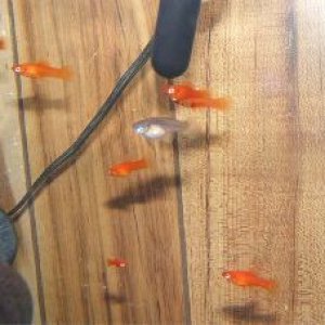 fish02.jpg