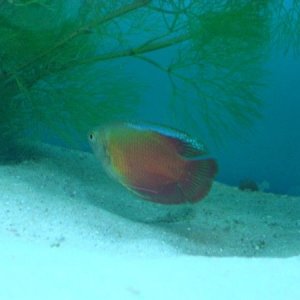Red_Gourami.jpg