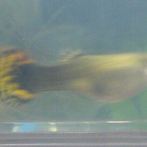 guppy.jpg