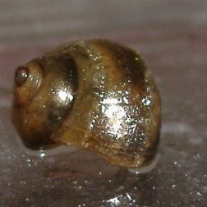 Snail_1.JPG