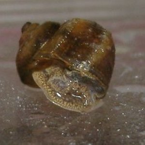 snail_2.JPG