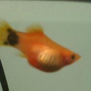 platy.jpg