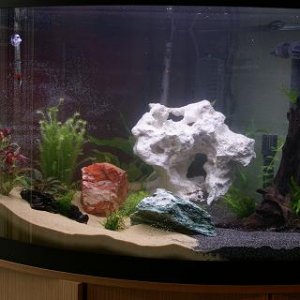 Fish_Tank1.JPG