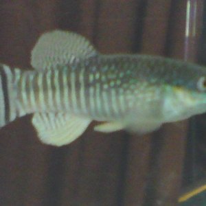 aphanius_dispar_bristol.jpg