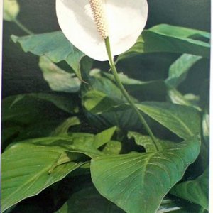 plant.jpg