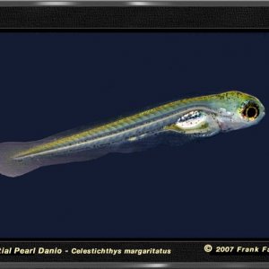 cpd_fry_1d_lq.jpg
