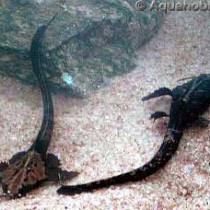 banjo_catfish___6inch.jpg