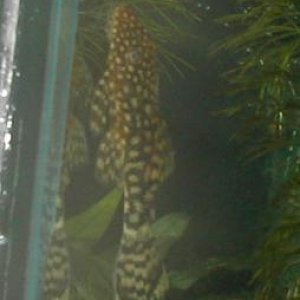Bristlenose2.JPG