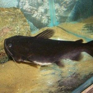 gulper_2.jpg
