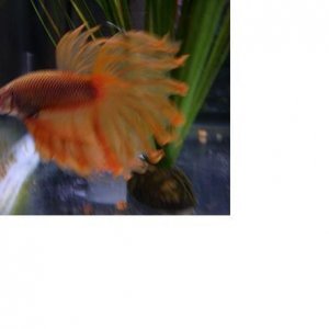 my_betta.JPG