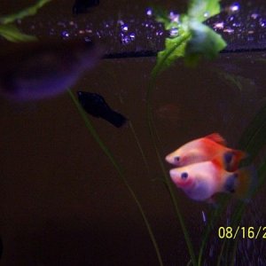 Fish_005.JPG