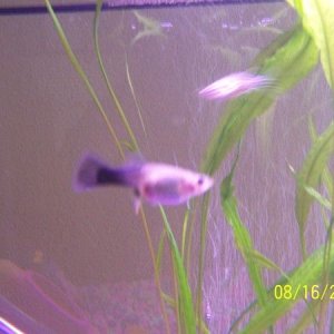 Fish_018.JPG