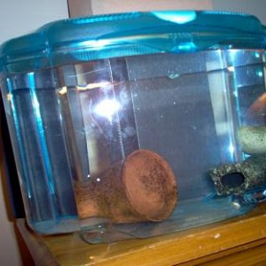 betta_tank.jpg
