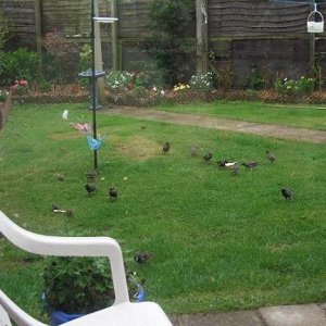 gardenbirds.JPG