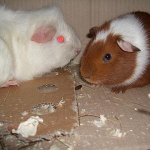 guineas.JPG