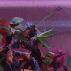 avatar_DSC01633gf.gif
