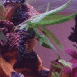 avatar_DSC01636gf.gif