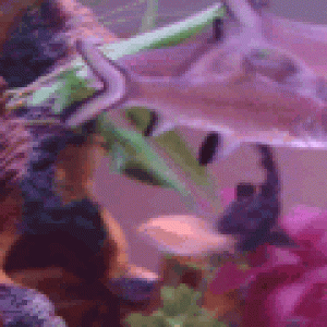 avatar_DSC01637gf.gif