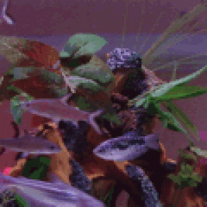 avatar_DSC01647gf.gif