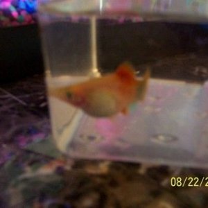 fish_022.JPG