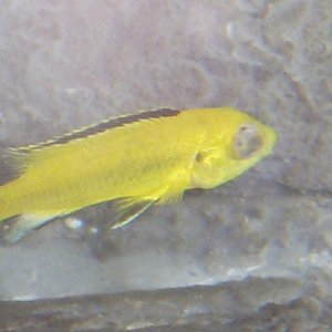 sick_fish_009.JPG