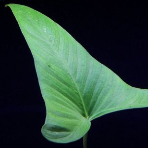 Plant.jpg