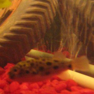 Puffer.jpg