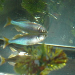 fishies_nov_26th_006.jpg