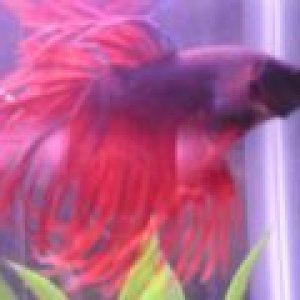 roaringred1.jpg