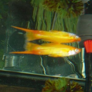 Swordtail_Fish_002.jpg