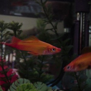 Fish__November_30th_027.jpg