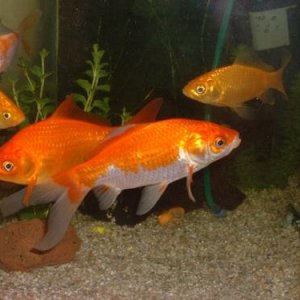 fishies2.sized__500_x_375_.jpg
