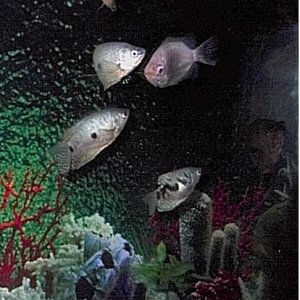 gouramis.JPG