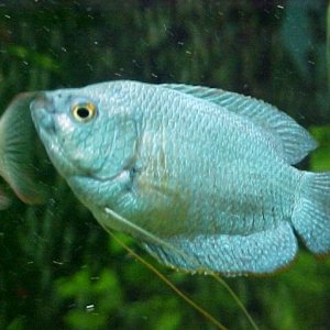 bluey.JPG