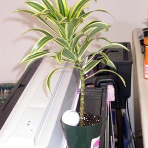 plant2.jpg