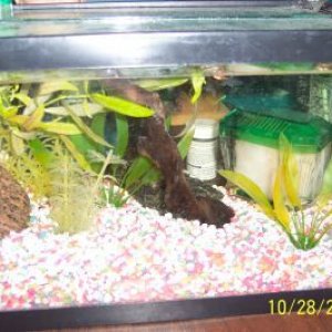 4gallon.jpg