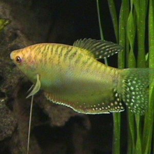 03_11_12_M_Gold_Gourami.jpg