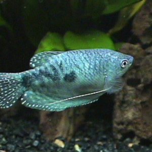 03_11_12_F_Opaline_Gourami.jpg
