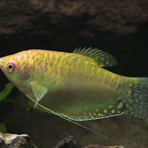 03_11_12_F_Gold_Gourami.jpg