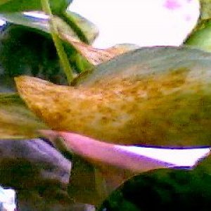 leaf.jpg