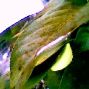 algae.jpg