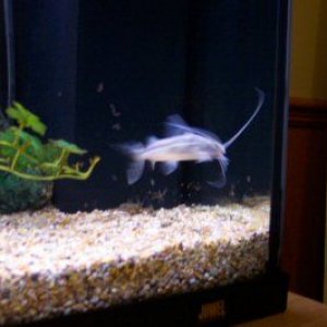 newfish.JPG