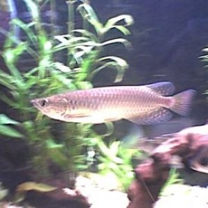 arowana_1.jpg