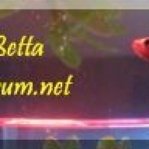 zSIG_FFFF.JPG