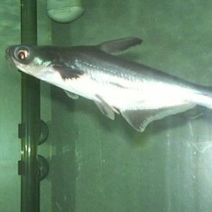 Irredesent_shark.3.jpg