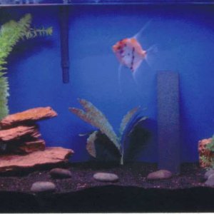 koi6.JPG