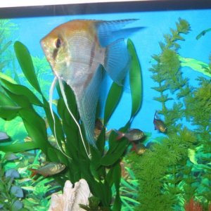 My_Aquarium_2003_2_040.jpg