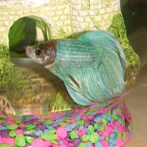 Betta_1.jpg