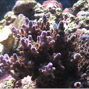 reef1_190.jpg